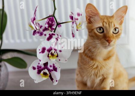 Ginger cat sitting beside flowering orchid plant indoors Stock Photo