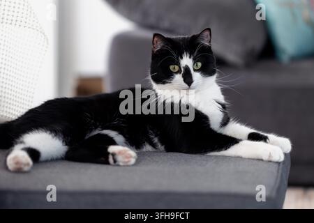 Black and white cat lying on sofa indoors Stock Photo