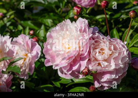 Paeonia lactiflora ‘Raspberry Sundae’, a fragrant peony with large, full double blooms in soft pink, creamy white and delicate raspberry tones. Stock Photo