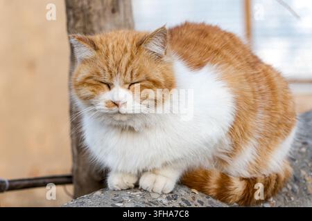 Close-up of a cozy orange and white cat napping peacefully Stock Photo