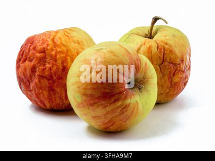 Three wrinkled apples on an isolated surface. Wrinkles and part of the stem are visible. Red, yellow and orange colors. Stock Photo