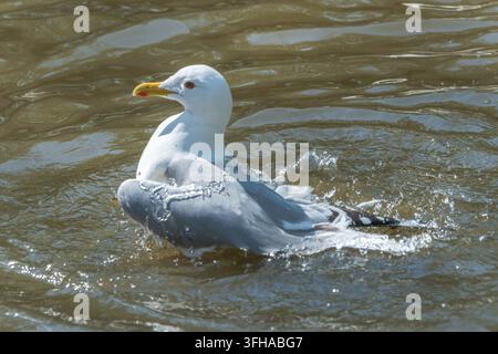 Close-up of a black-headed gull bathing in shallow water Stock Photo