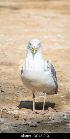 White seagulls on sandy beach, natural ecology stock photo Stock Photo