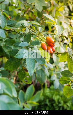 A vertical closeup of orange rose hips growing on a branch with green serrated leaves. The fruit is smooth and oval with dried dark sepals at the base Stock Photo
