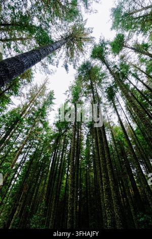 View of towering pine trees in a dense forest with mossy trunks and a canopy reaching towards the overcast sky in Madeira, Portugal. Stock Photo
