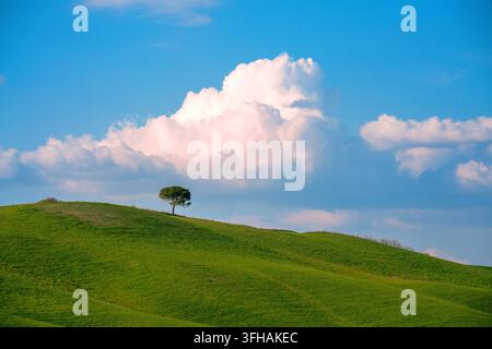 View of a lone tree standing on a rolling green hill under a bright blue sky with a large white cloud in the countryside of Tuscany, Italy. Stock Photo