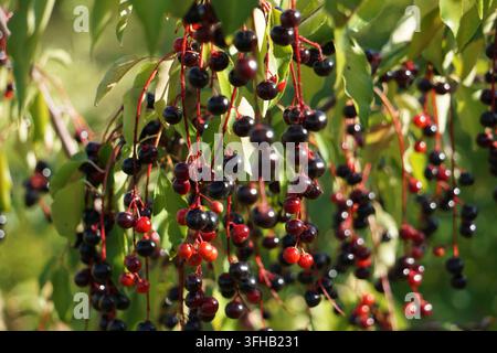 Close up of wild black cherries (Prunus serotina) hanging from a branch Stock Photo