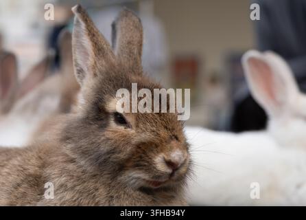 Close up portrait of a brown rabbit resting beside white rabbits with shallow depth of field creating a gentle animal lifestyle background with copy s Stock Photo