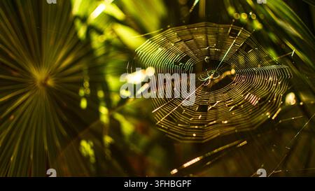 Intricate spider web glistening with colorful refractions of golden sunlight against a soft focus background of green palm fronds, highlighting nature Stock Photo