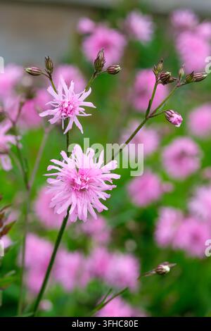 Lychnis flos-cuculi Jenny, double-flowered Ragged Robin, Clusters of soft lavender-pink, double flowers, pale centres, white streaks on the petals Stock Photo