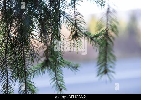 Close-up of vibrant green pine needles hanging from branches, creating natural texture and tranquil forest atmosphere, perfect for winter themes or se Stock Photo