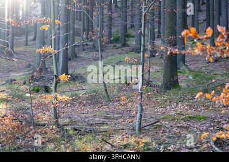 A tranquil forest landscape bathed in warm morning light, showing old tree trunks and vibrant golden leaves, perfect for illustrating environmental pe Stock Photo