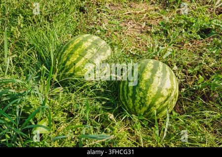 Two fresh green watermelons growing in an organic agricultural field. Stock Photo