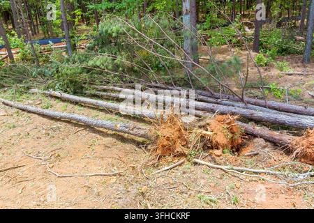 Workers cut several trees left them on ground in forested area scene aftermath tornado storm of tree removal. Stock Photo