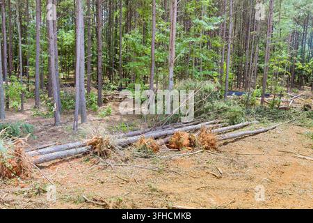 Workers have cut down several trees in forest area, stumps logs are ground during tree removal Stock Photo