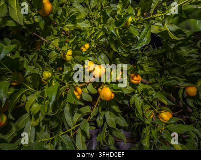 Close-up of ripe nectarines displaying vibrant yellow-orange and blush-red hues on a tree branch at night. Surrounded by dark green leaves, the scene Stock Photo