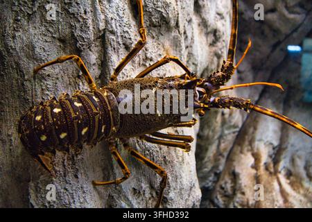 Large Spiny Lobster Crawling on Underwater Stone Wall Stock Photo