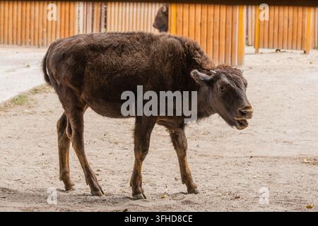 Young beautiful bison close-up Stock Photo