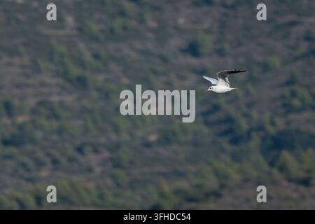 Black headed Gull Flying Against a Forest Background, Beniarres, Spain Stock Photo