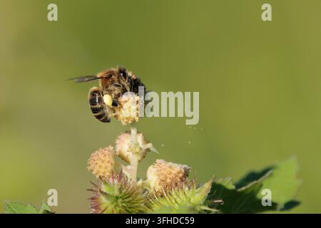 Honey Bee Collecting Pollen on a Wild Flower, Beniarres, Spain Stock Photo