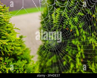 Spider web covered with dew drops among green foliage, close-up photo, detailed macro nature background Stock Photo