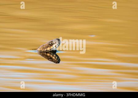 A non-venomous dice snake (Natrix tessellata) swimming in a river, with only its head above the water surface creating a beautiful symmetrical reflect Stock Photo