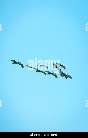 Group of Eight Pelicans Flying Together Against a Blue Sky Stock Photo