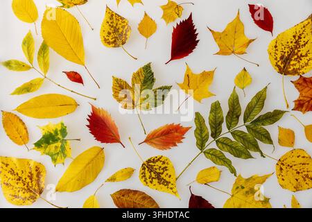 Autumn leaves arranged on white background Stock Photo