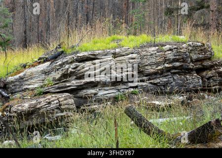 A detailed view of weathered sedimentary rock layers with moss and grass growing on top, set against a backdrop of burnt trees and new green growth, A Stock Photo