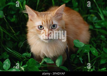 Orange cat sitting in green grass outdoors Stock Photo