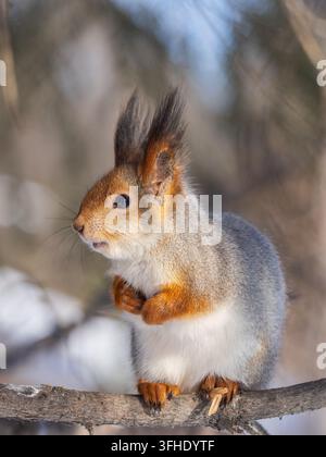 Portrait of a squirrel on a tree trunk. A curious red squirrel peeks out from behind a tree trunk Stock Photo