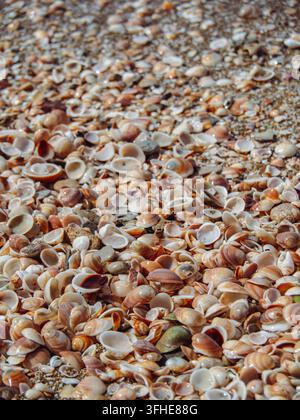 A close macro view captures a scattered mix of small striped and glossy seashells resting on damp sandy beach ground. Stock Photo