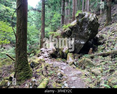 Massive moss-covered boulders line a rugged, unpaved stone trail cutting through a dense cedar forest wilderness during a mountain pilgrimage trek. Stock Photo