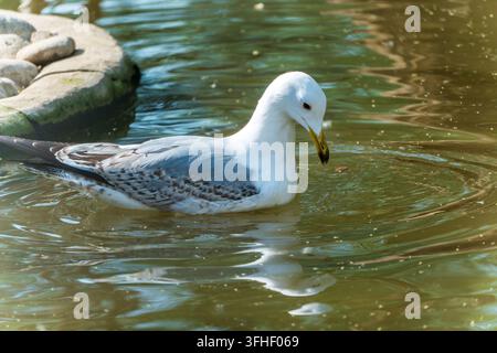 Close-up of white seagulls foraging in water Stock Photo