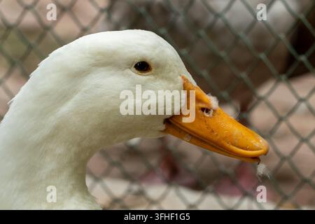 Close-up of a cute fluffy white duck in spring, high definition photo Stock Photo