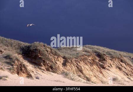 A SOLITARY BIRD SOARS OVER VAST COASTAL SAND DUNES BENEATH A DARK OVERCAST SKY ON STRADBROKE ISLAND, QUEENSLAND, AUSTRALIA. Stock Photo