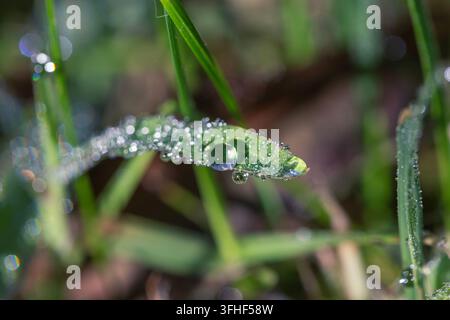 A detailed close-up macro photograph capturing multiple clear dew drops and water droplets sparkling on a vibrant green blade of grass with a beautifu Stock Photo