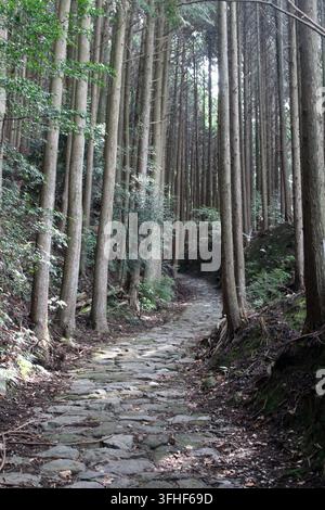 An ancient stone paved pathway stretches forward through a dense forest of tall, straight cedar tree trunks in July 2026. Stock Photo