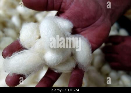 Close-up of a worker holding raw white silkworm cocoons in hand, traditional sericulture and silk production industry in Karnataka, India Stock Photo