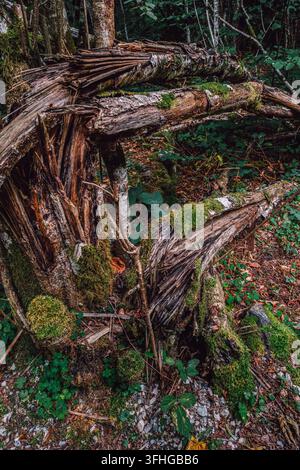 Broken Mossy Tree Stump in a Lush Green Forest, Decayed Wood, Wild Nature, Woodland Ground, Detailed Close Up, Forest Floor Stock Photo