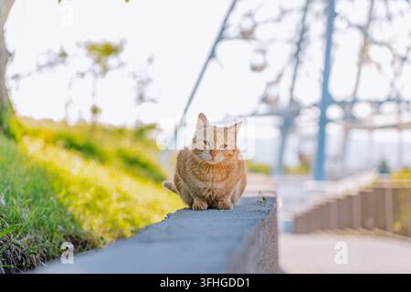 A cute ginger street cat sitting outdoors on a sunny day. The friendly stray feline with bright orange fur looks curious and relaxed, enjoying the war Stock Photo