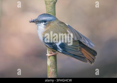 Close-up side view of a wild grey-headed robin (Heteromyias cinereifrons) perched on a branch with an insect in its mouth, Queensland, Australia Stock Photo