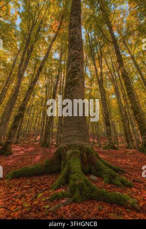 Vibrant mossy roots and trees in the Black Forest Schwarzwald woodland ...
