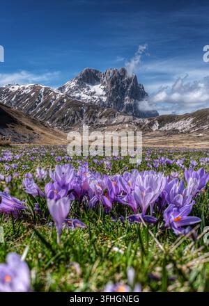 View of purple crocuses blooming in a meadow at Campo Imperatore with the snow-capped Gran Sasso mountains in the background in L'Aquila, Abruzzo, Ita Stock Photo