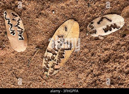Pattern of leaf miner insect damage on fallen Mopane leaves on sand background, Botswana, Africa Stock Photo