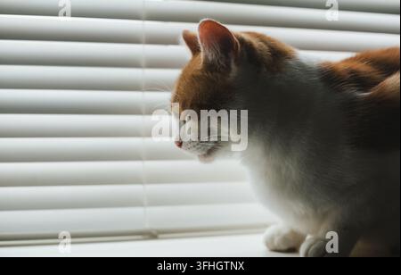 a white and ginger tabby cat snoozing peacefully by the window covered with white blinds Stock Photo