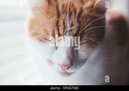 a white and ginger tabby cat snoozing peacefully by the window covered with white blinds Stock Photo