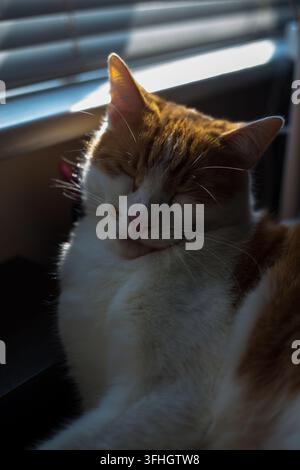 a white and ginger tabby cat snoozing peacefully on an office desk Stock Photo
