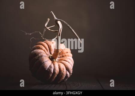 Single textured ornamental pumpkin on rustic wooden surface in moody lighting. Minimal fall still life with squash and dramatic harvest mood Stock Photo