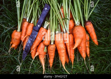 Carrots with green tops arranged on grass outdoors. Freshly pulled vegetables from garden harvest Stock Photo